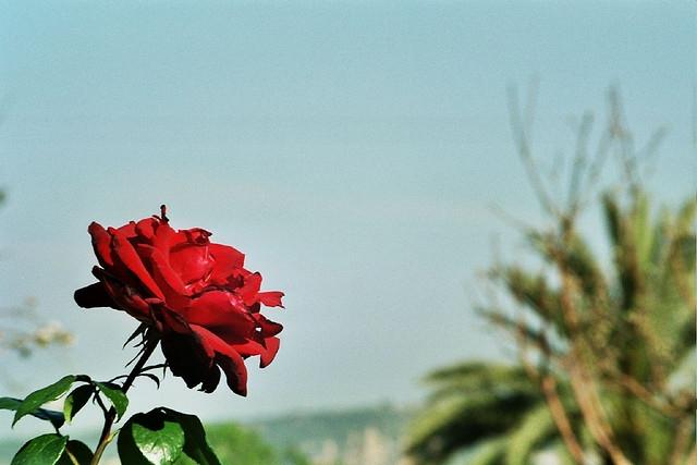 Barcelona - Smell the Roses