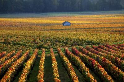Burgundy Region Vineyards