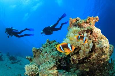 Snorkel Travel