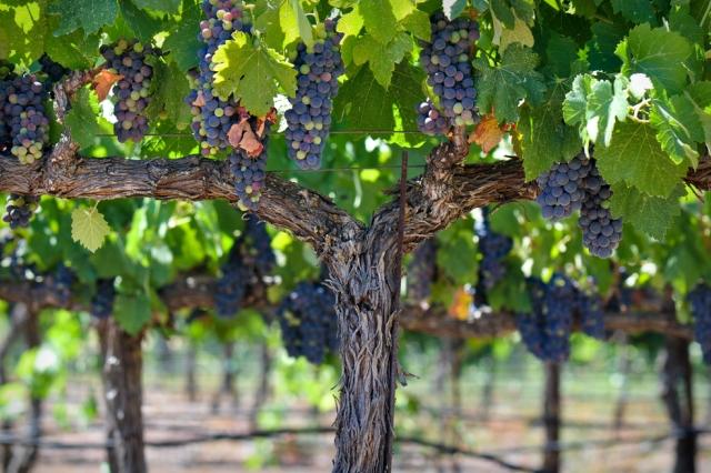 Summer Wine Tasting | The Best Sonoma Valley Wineries