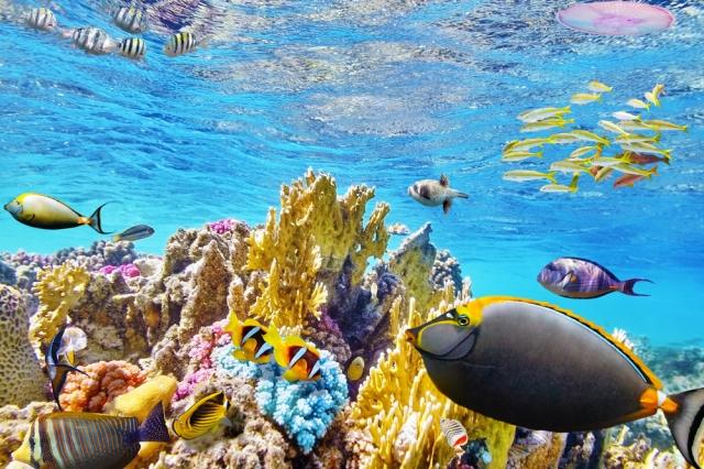 The Great Barrier Reef - Cairns, Queensland, Australia