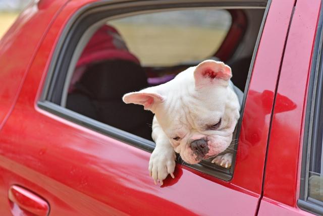 Car Safety for Dogs, Keeping Your Dog Safe in the Car, Auto Europe 
