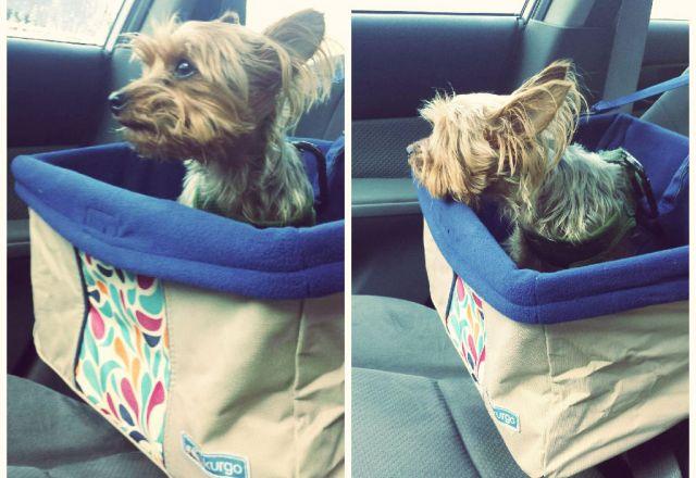 kurgo-color-splash-car-booster-seat-review-auto-europe-travel-blog