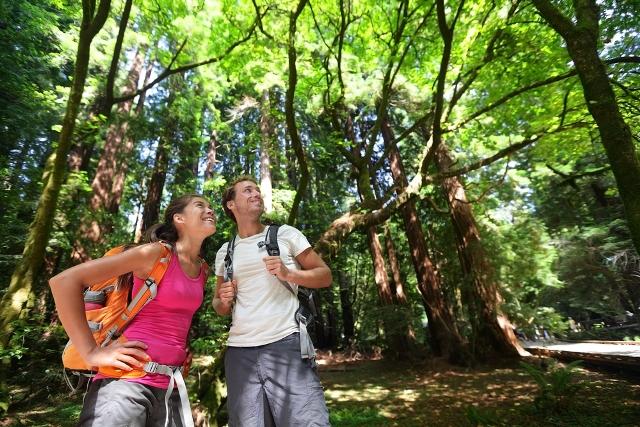 lesser-known-national-parks-redwood-national-forest-auto-europe