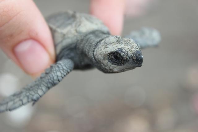 Turtles