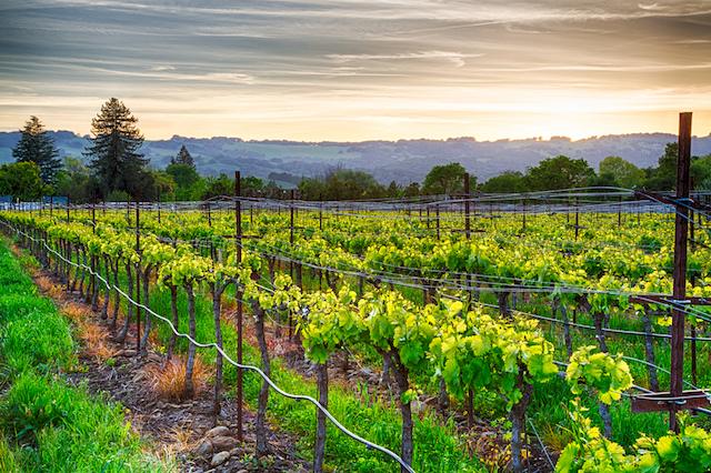 Sonoma Valley, California