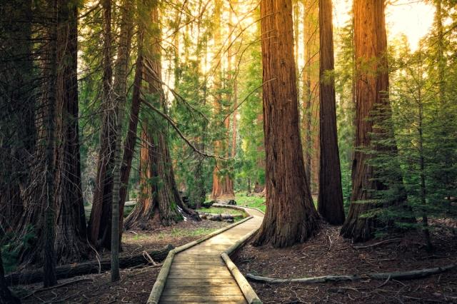 Sequoia National Park