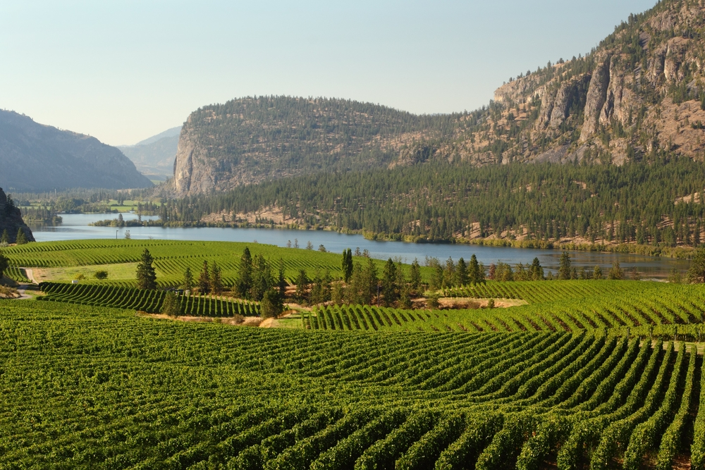 Okanagan-Valley-Vineyard