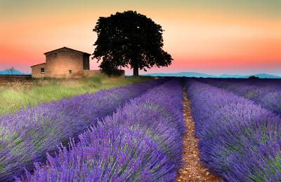 Avignon, France Attractions: Provence Lavender Fields