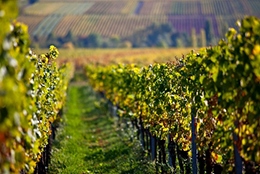 Where to Eat in Bockenheim Germany