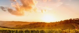 The Best Sonoma Valley Wineries: Summer Wine Tasting