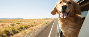 Road Tripping with Your (Small) Dog | Pet Travel Safety