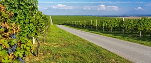 5 Routes to discover French wine