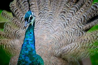 Family Friendly Attractions: FOTA Wildlife Park
