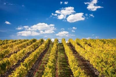 Attractions in Porto: Douro Valley Wine Tour
