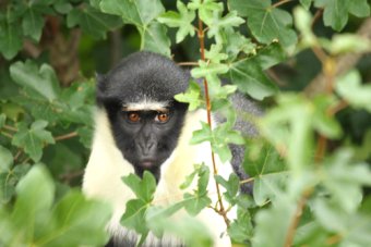 Scotland Travel Guide Edinburgh Zoo