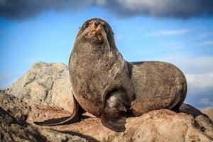 New Zealand Fur Seal