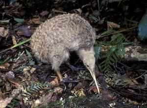 New Zealand Kiwi Bird