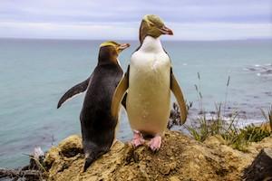 New Zealand Yellow-Eyed Penguin