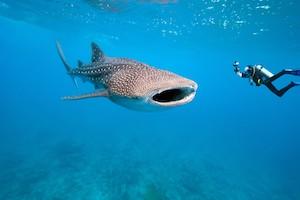 New Zealand Whale Shark