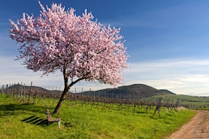 Drive Germany's Wine Roads