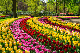 Lisse to Leiden